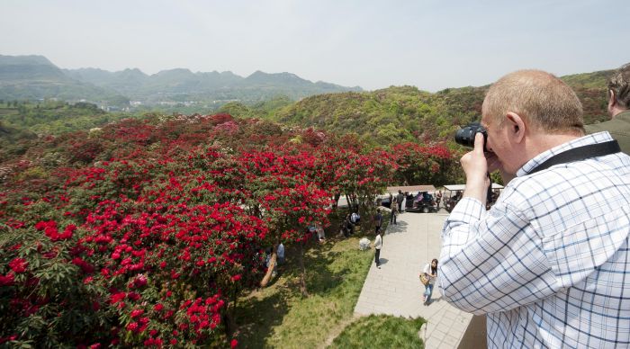 30分在贵州毕节百里杜鹃景区举行中国贵州国际杜鹃花