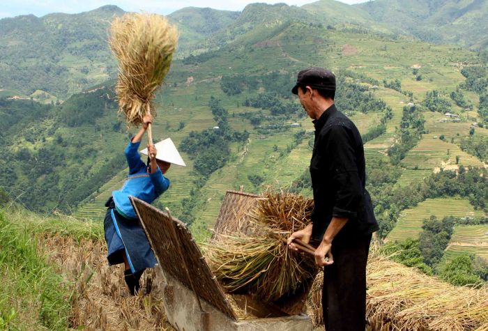 9月21日,越南北部河江省黄树腓县少数民族农民在梯田中为水稻脱粒.