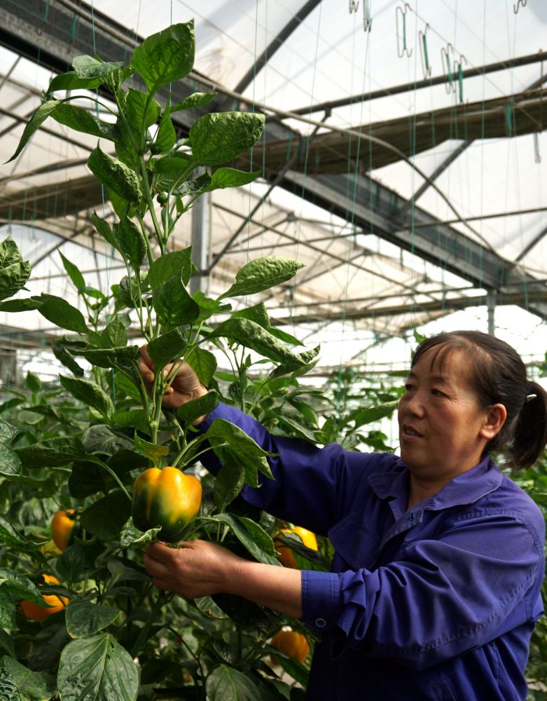 在甘肃天水国家农业科技园区,一名员工在照料植株两米多高的航天育种