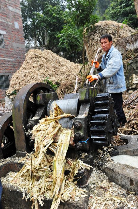 1月26日,在广西忻城县黄金村,村民用压榨机压榨甘蔗,准备制作红糖砖.