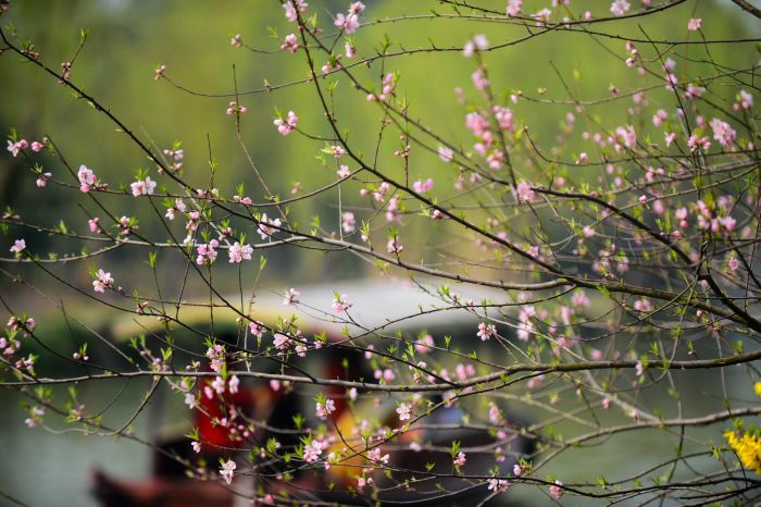 这是3月12日拍摄的江苏扬州瘦西湖春日风光.新华社