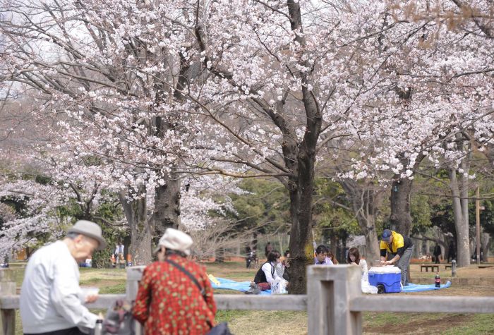 3月20日,游人在日本东京代代木公园欣赏樱花.新华社