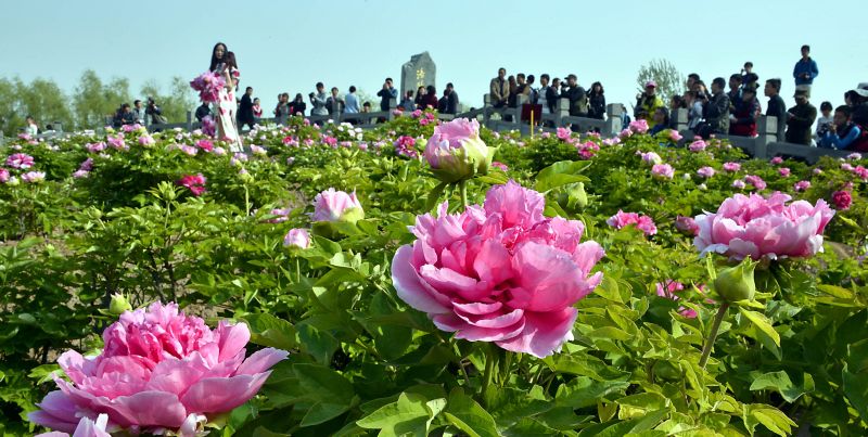 4月5日,游客在洛阳市的一个公园内观赏盛开的牡丹花和花丛中的"牡丹