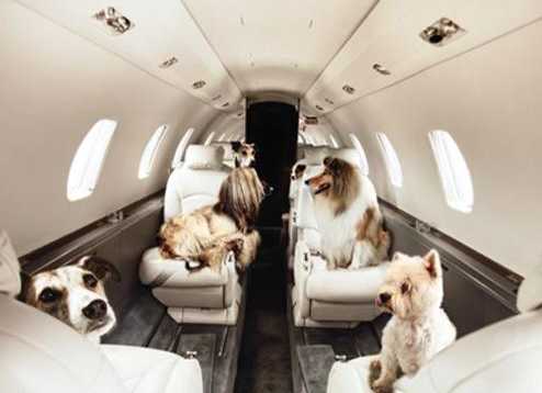 中国评论新闻:宠物狗航空托运过程中吐血死亡