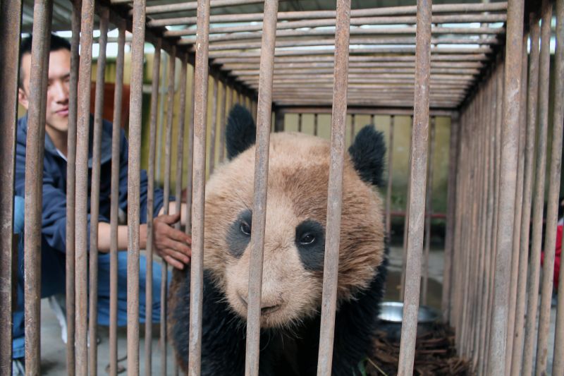 5月9日,在四川凉山昭觉县宜牧地乡发现的野生大熊猫在美姑县大风顶