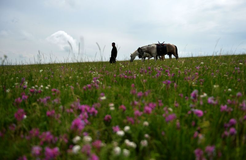6月19日,一名牧人牵着马走在鲜花盛开的乌拉盖草原上.新华社