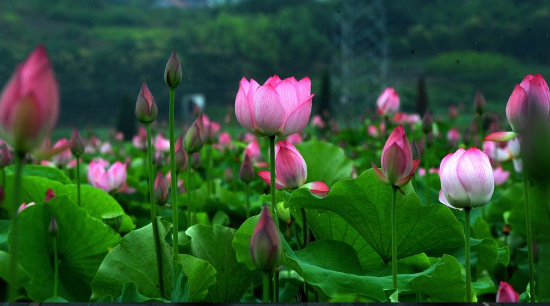 6月22日,浙江武义柳城畲族镇十里荷花景区博览园大片荷花进入盛花期.