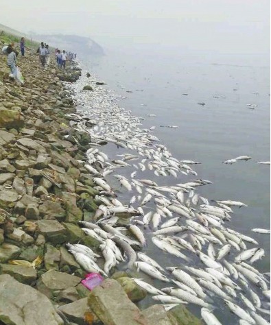 水库水质缺氧 出现数十万斤死鱼