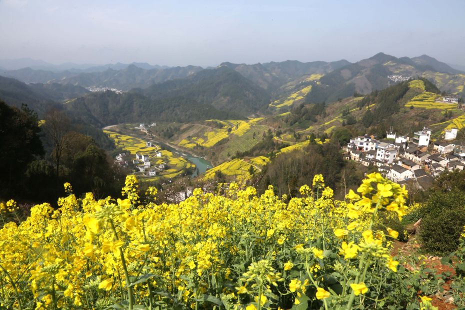 3月22日,安徽歙县霞坑镇石潭村的油菜花与民居相映成景.新华社