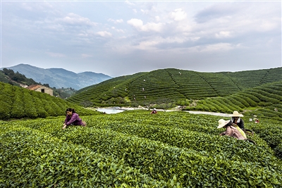 浙江欢迎你!余杭径山茶圣节17日开幕