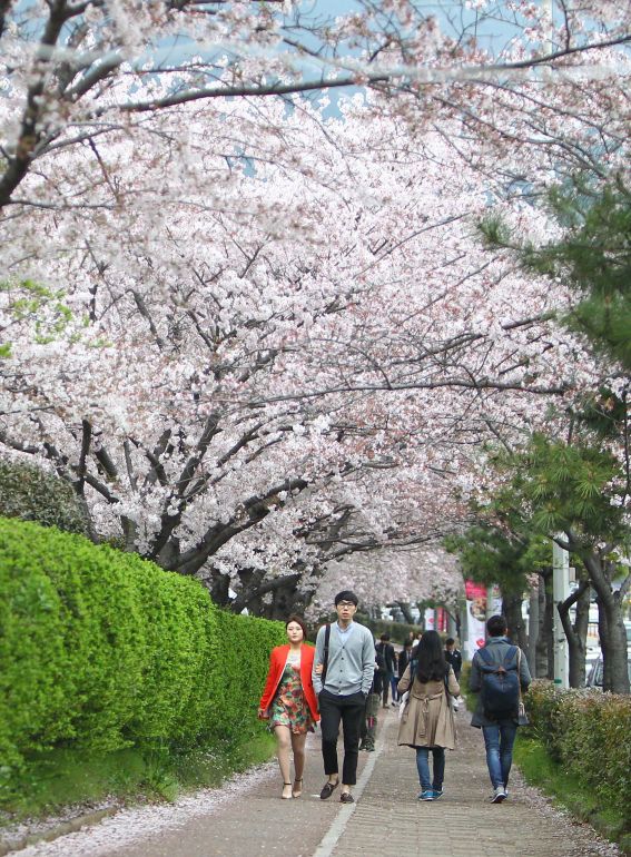 韩国镇海樱花醉(组图)