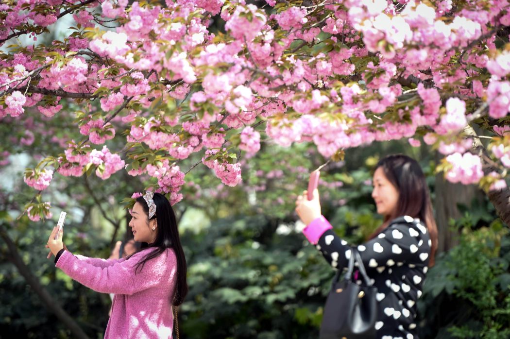 大学校园樱花美(组图)