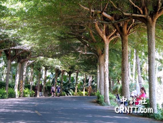 屏东县潮州镇的"泗林健走步道,是一条美丽的绿色隧道.