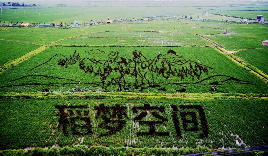 7月1日在沈阳沈北新区锡伯龙地农业产业园拍摄的稻田画《稻梦空间》.