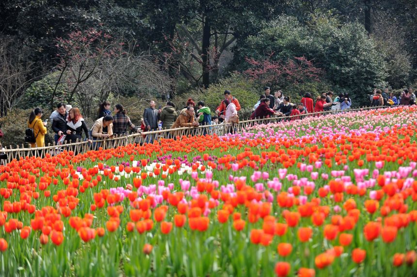 2月18日,游人在重庆市花卉园赏花拍照.