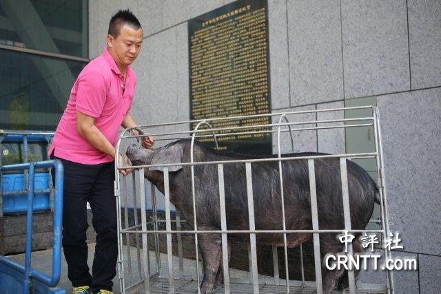 中评现场:台中小黑猪出动抗议美猪