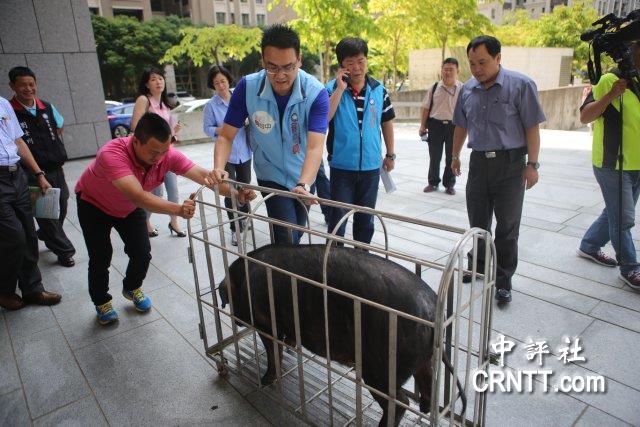 中评现场:台中小黑猪出动抗议美猪