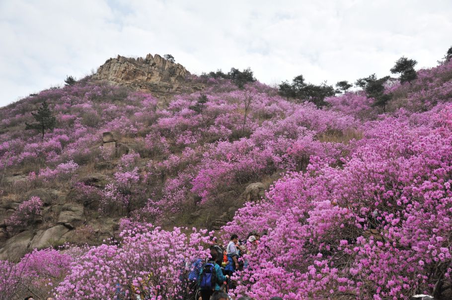 山东青岛:杜鹃花海引客来(组图)