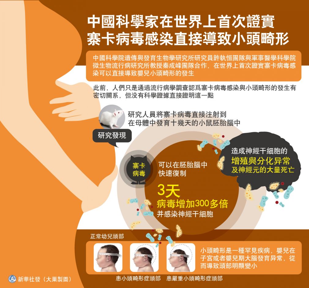5月12日图表:中国科学家在世界上首次证实寨卡病毒感染直接导致小头