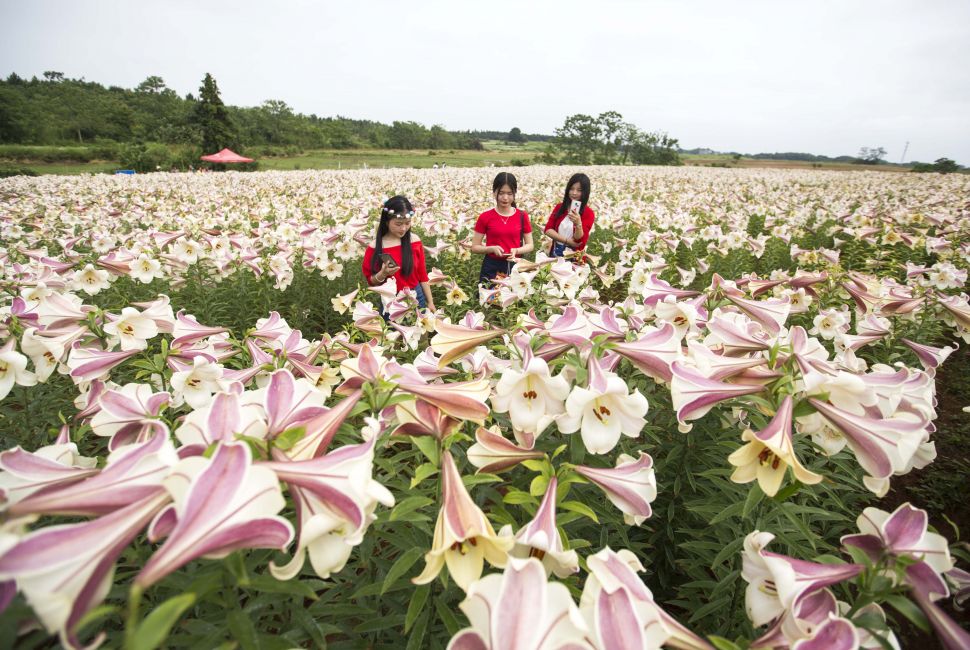 游客在江西省九江市都昌县南峰镇暖湖村百合种植基地观赏百合花