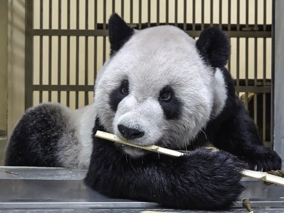 吃得少动得少　大熊猫团团更衰弱了