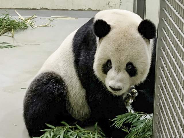 大熊猫团团脑部恶性肿瘤机率高　将采舒缓照顾