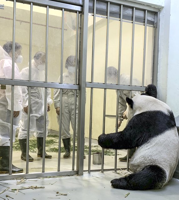 大陆熊猫专家今早探视团团一家　画面曝光