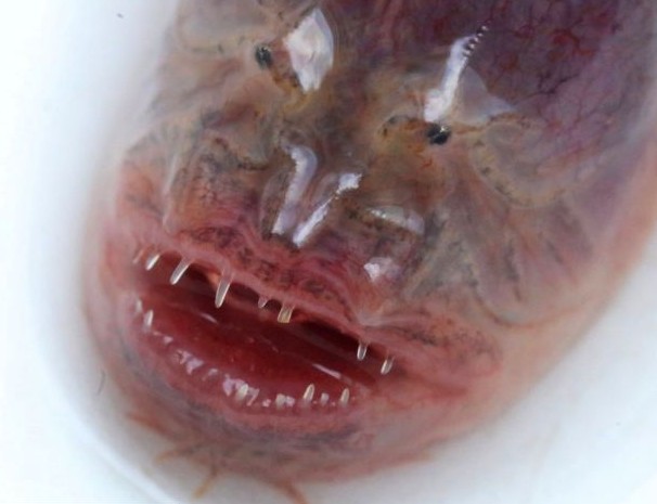 江苏发现罕见紫鳗虾虎鱼:形似电影异形生物
