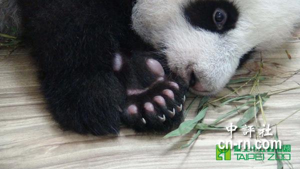 大熊猫圆仔粉嫩小脚掌 变厚变灵活了