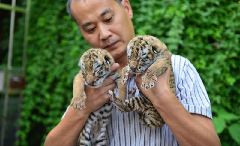 合肥野生动物园的工作人员抱起一对龙凤胎东北虎宝宝