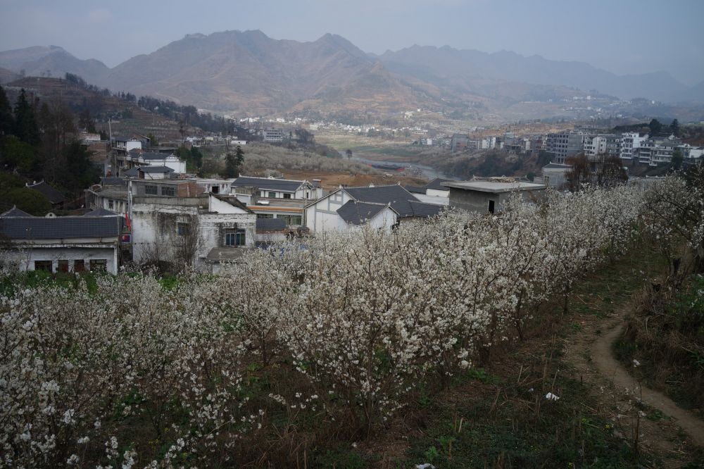 貴州省納雍縣維新鎮櫻桃花盛開(2月21日攝).近日,貴州各地春意漸濃.