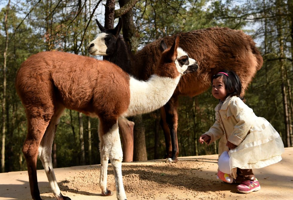 一名小遊客在雲南野生動物園裡和駝羊嬉戲(2月4日攝).新華社