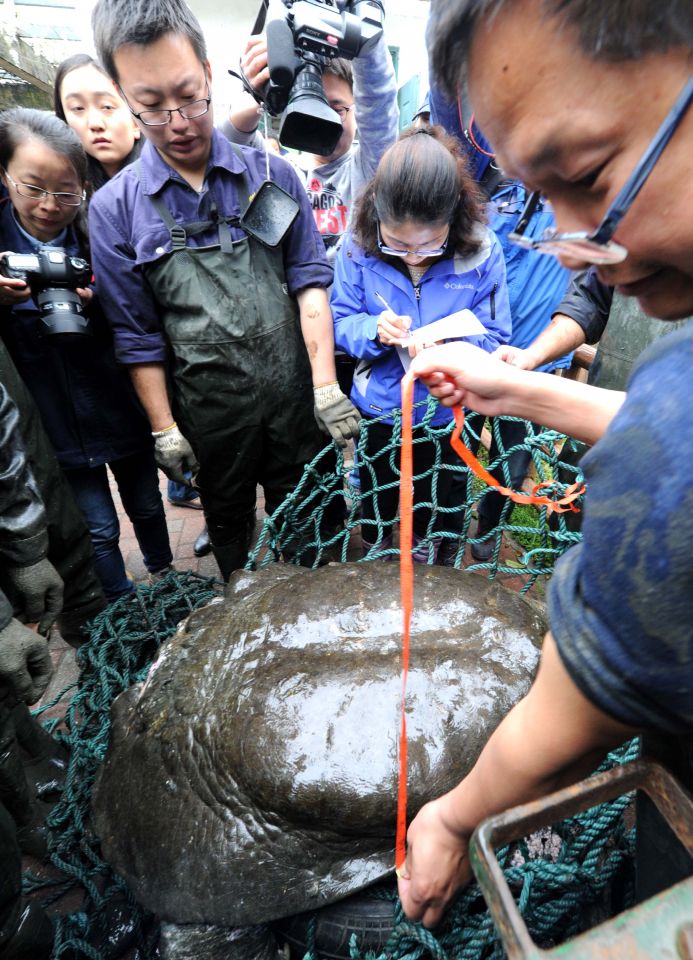 中外專家為我國僅剩的斑鱉進行人工授精(圖)