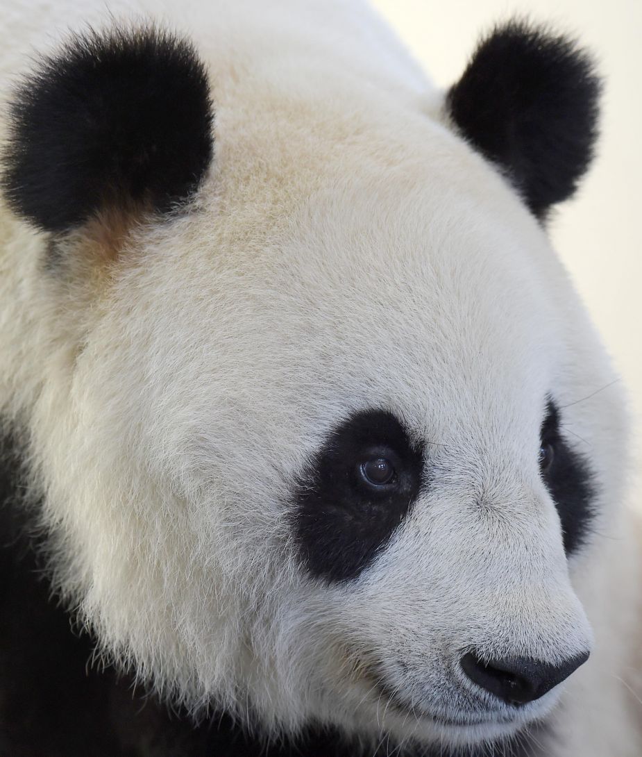 这是7月15日在中国保护大熊猫研究中心都江堰基地拍摄的老年大熊猫"